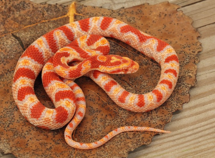 HReverse Okeetee Corn Snake